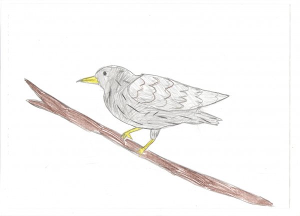 Скворец раскраска для детей