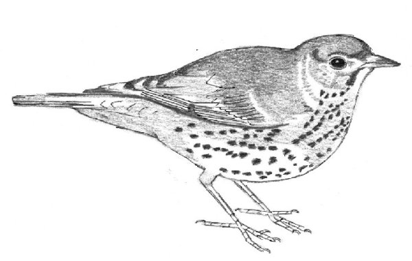 Thrush Nightingale рисунок