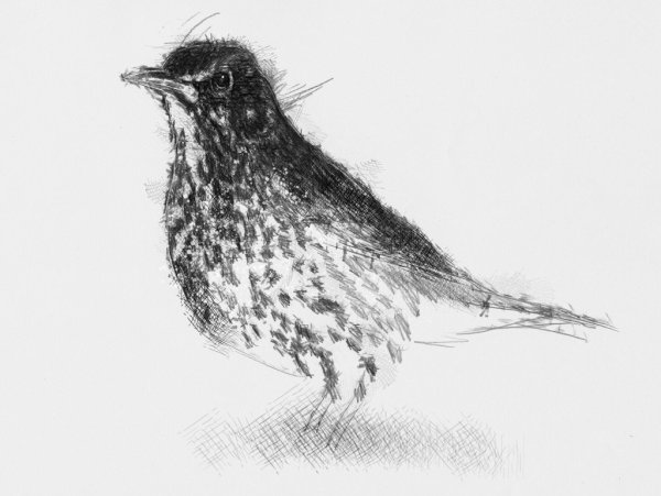 Геннадий Яковлевич Снегирёв скворец