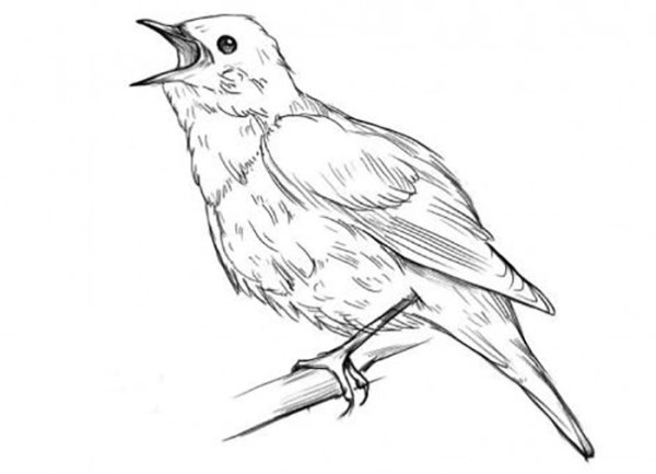 Скворец раскраска