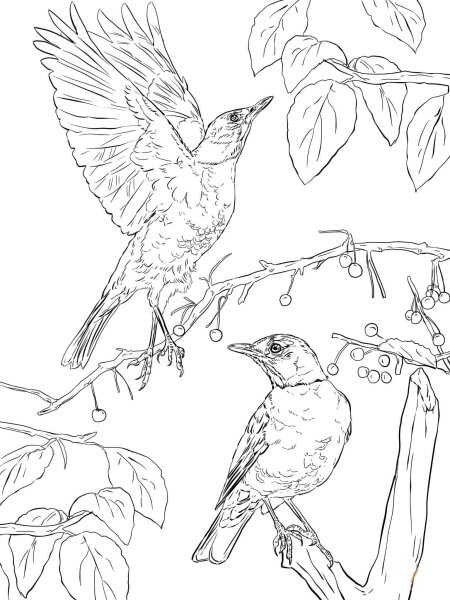 Поползень раскраска для детей