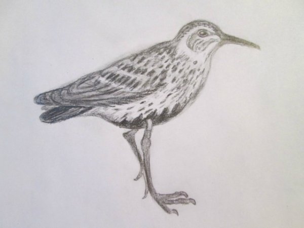 Поэтапное рисование скворца