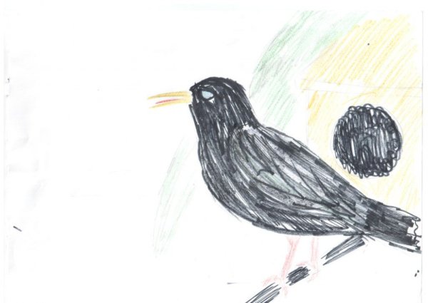 Раскраска птицы Дрозд