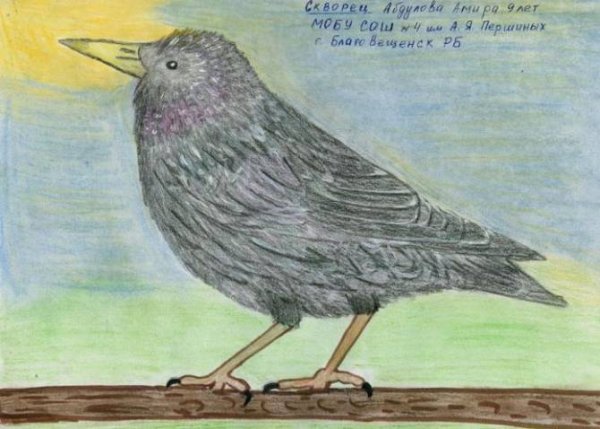 Соловей раскраска