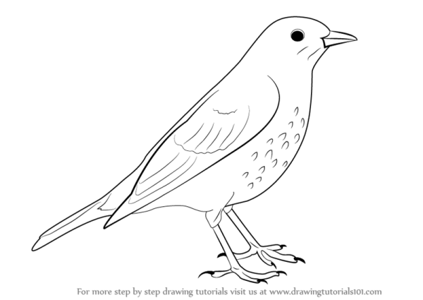 Птица скворец раскраска для детей