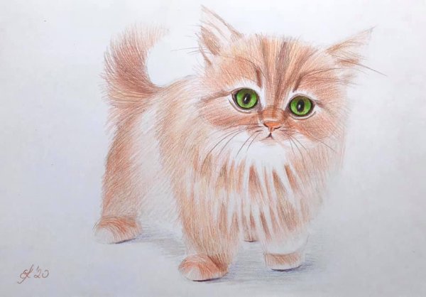 Коты цветными карандашами