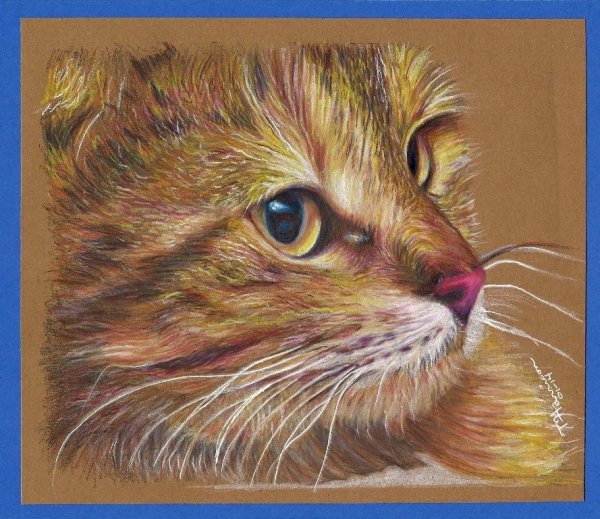 Котенок цветными карандашами