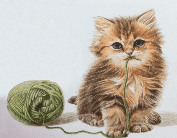 Котик цветными карандашами