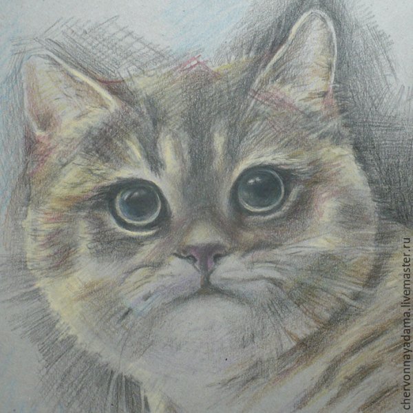 Котенок цветными карандашами