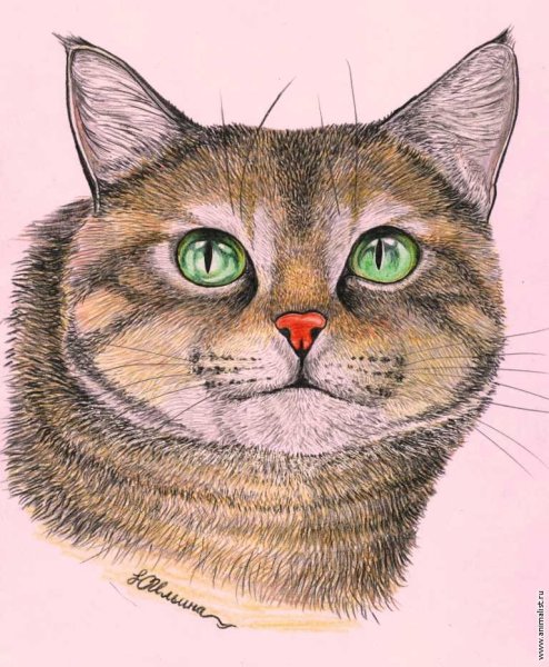 Кошка цветными карандашами