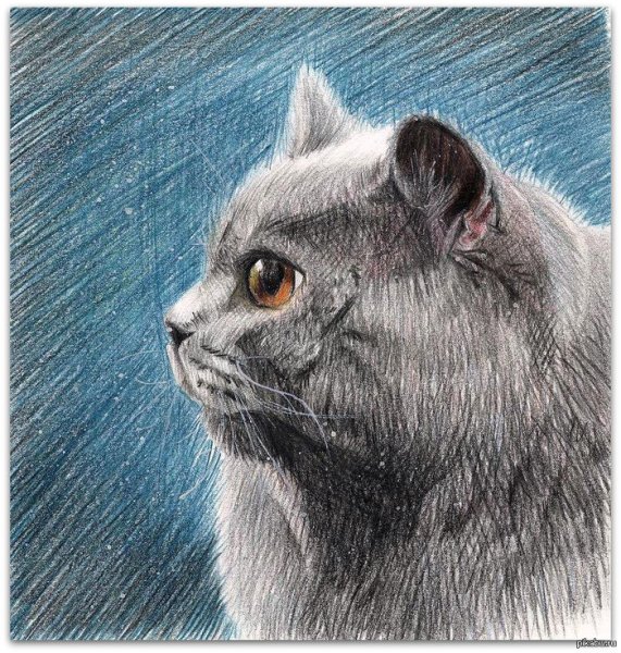 Котик цветными карандашами