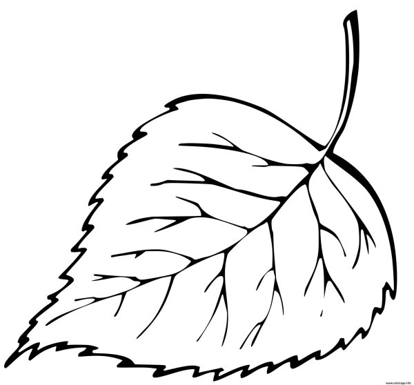 Рисования листьев (берёза, липа).