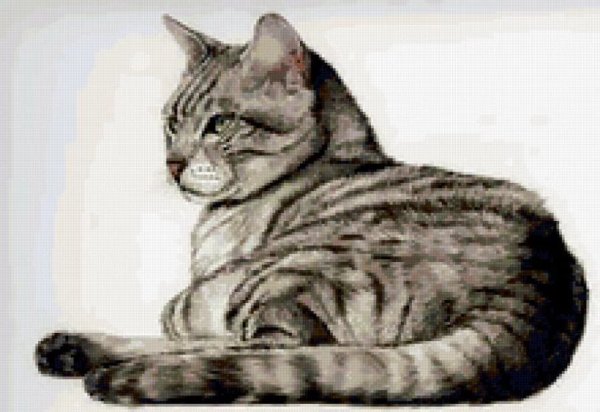 Коты цветными карандашами