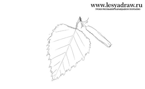 Березовый лист карандашом