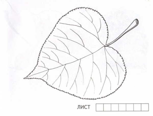 Лист березы раскраска