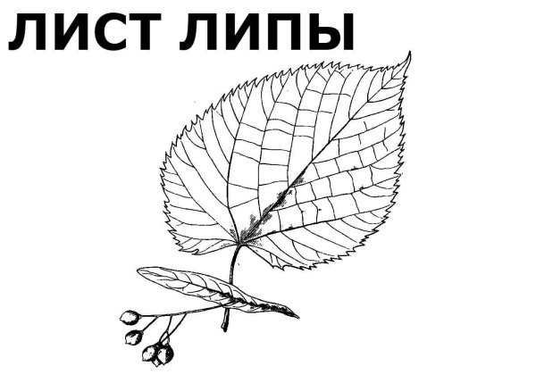 Эскиз листа березы