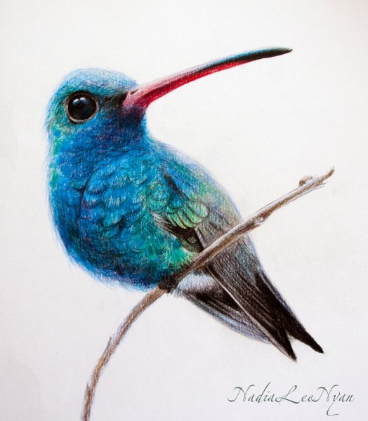 Колибри цветными карандашами