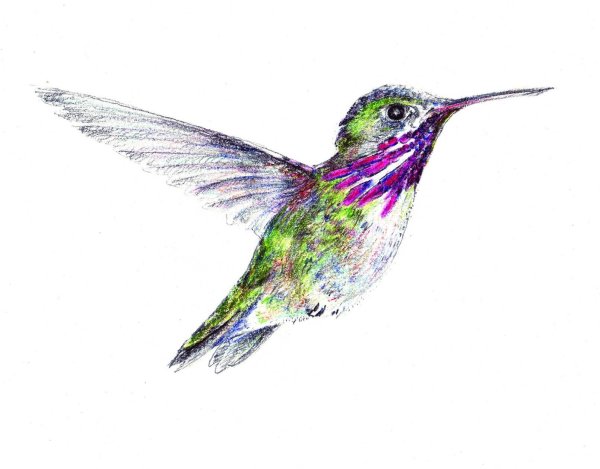 Колибри рисунок