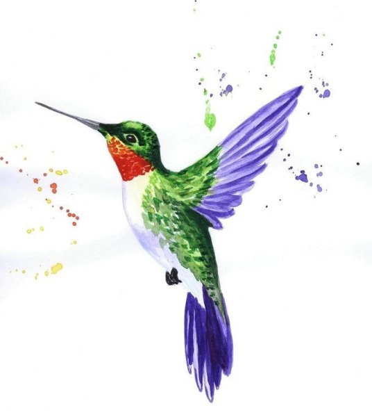 Нарисовать яркую птицу