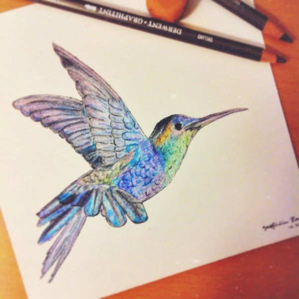 Стилизация Колибри в цвете