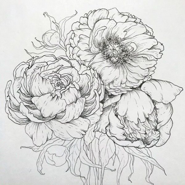 Пион Зентангл