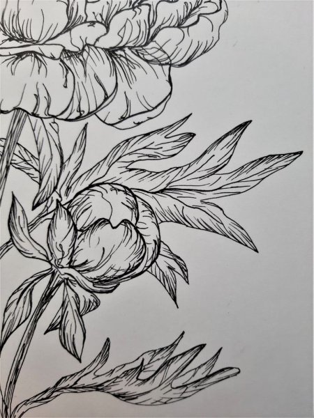 Пион тонколистный нарисовать