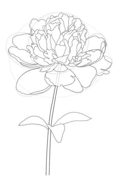 Пионы карандашом