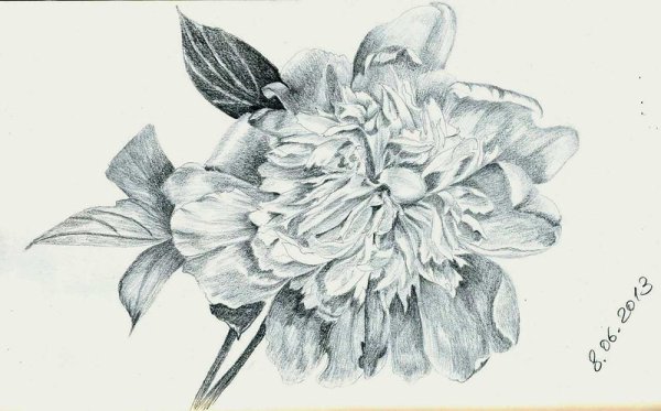 Пионы вектор чб