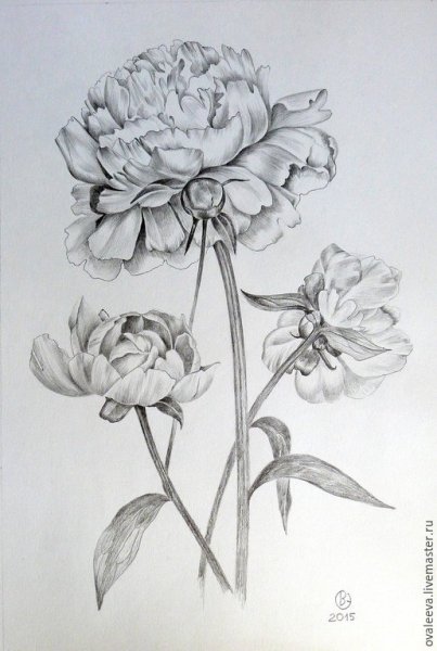 Пионы карандашом