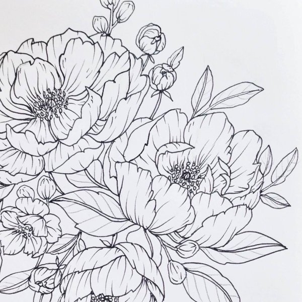 Пионы рисунок легкий
