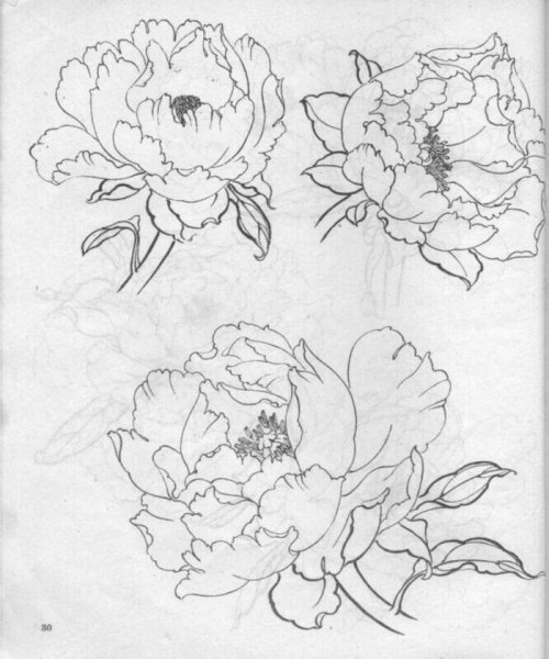 Пионы карандашом для срисовки