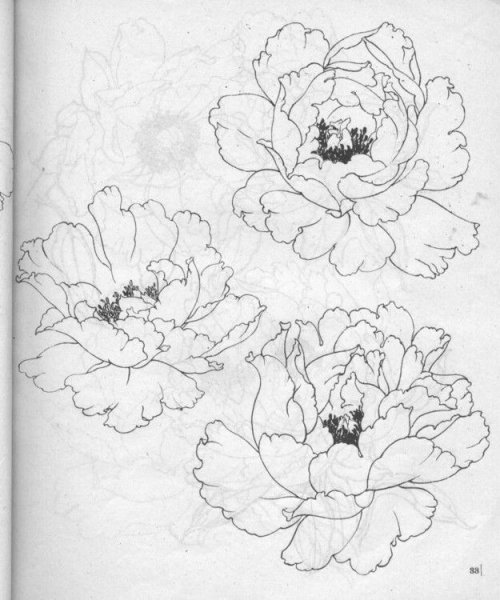 Пионы карандашом