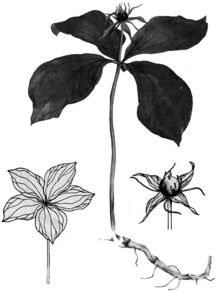 Вороний глаз четырехлистный гербарий