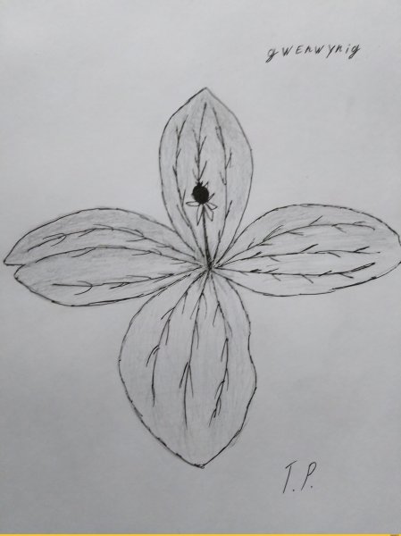 Цветок Вороний глаз раскраска