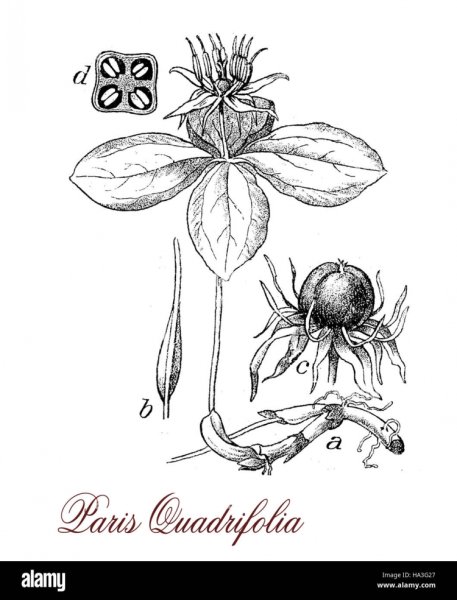 Ядовитые ягоды для дошкольников