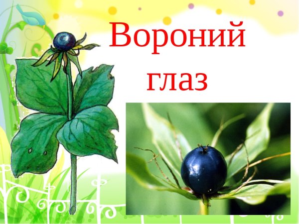 Вороний глаз для детей