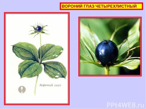 Вороний глаз растение разукрашка