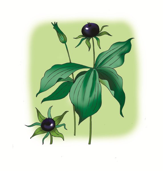 Вороний глаз цветет