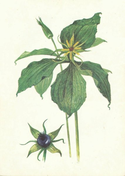 Вороний глаз ядовитое растение рисунок