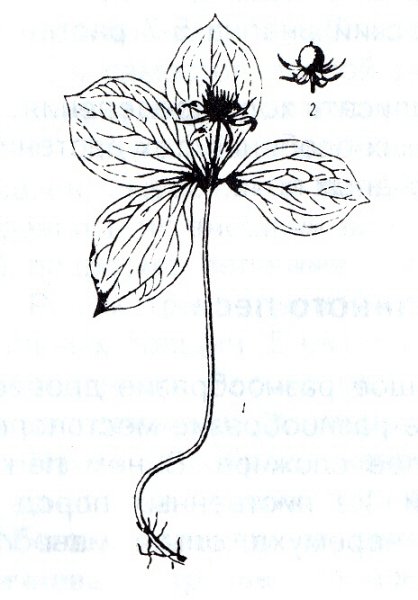 Базилик иллюстрация