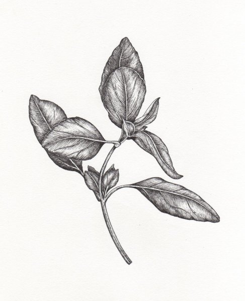 Ягода Волчье лыко раскраска