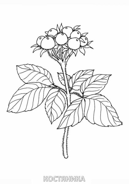 Вороний глаз ягода