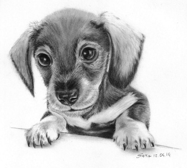 Такса щенок рисунок карандашом