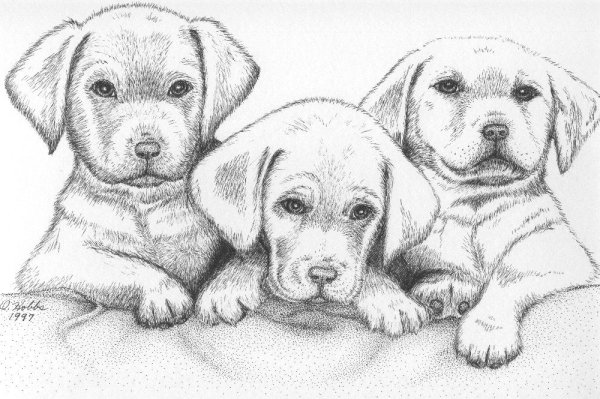 Собачка рисунок карандашом