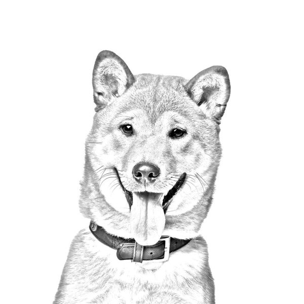 Сиба ину черно белая