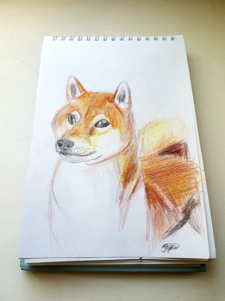 Рисунок сиба ину для срисовки