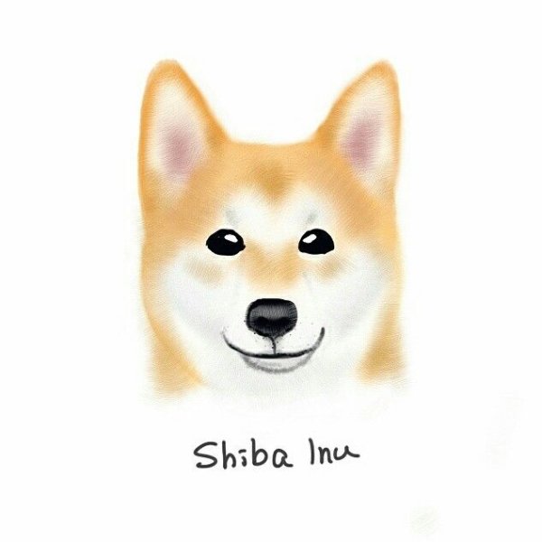 Шиба ину для срисовки