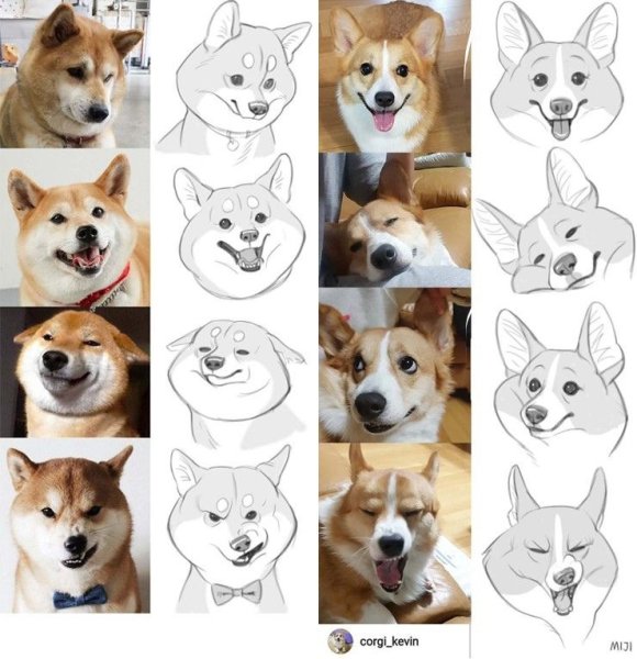 Акита ину референс