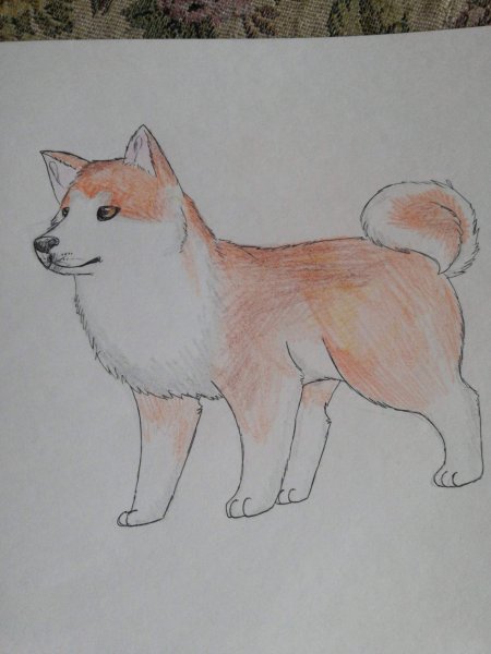Акита ину срисовать