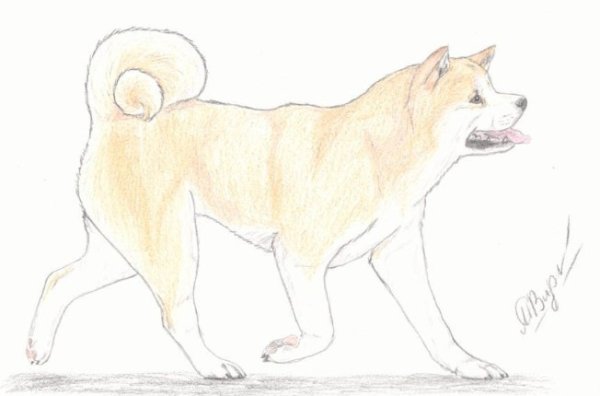 Раскраска собака Акита ину